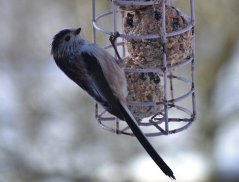 long-tailed tit